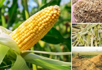 Năng lượng xanh từ phế phẩm nông nghiệp